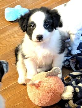 Charles -  Border Collie and Australian Shepherd Dog for Adoption in Fredericksburg, Virginia - Charles | PetCurious