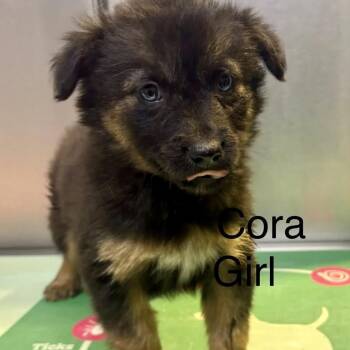 Mixed Breed Dogs Available for Adoption - Cora | PetCurious