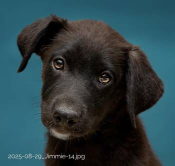 Rescue Labrador Retriever Dogs for Adoption in Houston, Texas - Jimmie | PetCurious