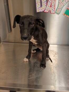 Rescue Labrador Retriever Dogs for Adoption in Mobile, Alabama - Petunia | PetCurious