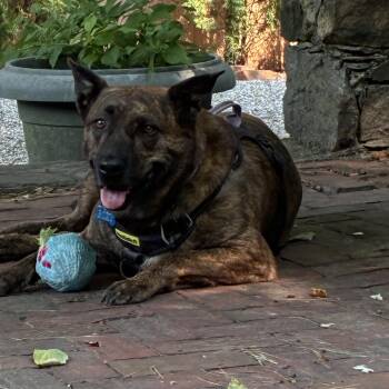 Roxy -  German Shepherd Dog Dog for Adoption in Oak Bluffs, Massachusetts - Roxy | PetCurious