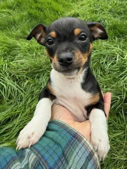 Chihuahua and Mixed Breed Dogs Available for Adoption in Hillsboro, Oregon - Dudley | PetCurious