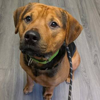 Hartley -  Beagle Dog for Adoption in Greenville, Pennsylvania - Hartley | PetCurious