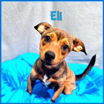 Mixed Breed Dogs Available for Adoption in Joliet, Illinois - Eli | PetCurious