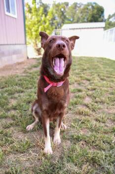 Rescue German Shepherd Dog and Husky Dogs for Adoption in Loogootee, Indiana - Jax | PetCurious