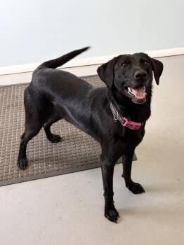 Roxie -  Mixed Breed Dog for Adoption in Big Rapids, Michigan - Roxie | PetCurious