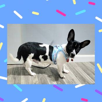 Boston Terrier and Corgi Dogs Available for Adoption - Spotty | PetCurious