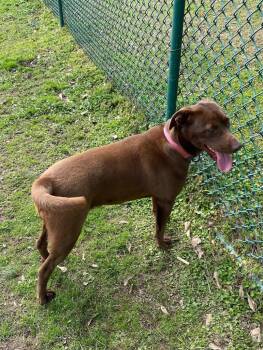 Labrador Retriever Dogs Available for Adoption - Coco Bella | PetCurious