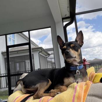 Duke -  Chihuahua and Miniature Pinscher Dog for Adoption in Sarasota, Florida - Duke | PetCurious