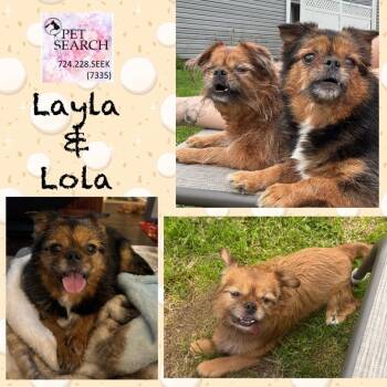 Rescue Chihuahua and Mixed Breed Dogs for Adoption in Washington, Pennsylvania - Layla | PetCurious