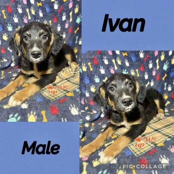 Labrador Retriever Dogs Available for Adoption in Manchester, Connecticut - Ivan | PetCurious