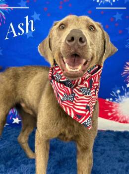 Labrador Retriever Dogs Available for Adoption in Flint, Michigan - Ash | PetCurious