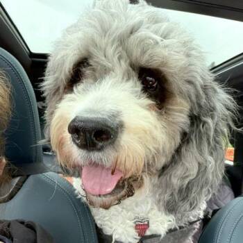 Bailey -  Poodle and Saint Bernard Dog for Adoption in Woodinville, Washington - Bailey | PetCurious