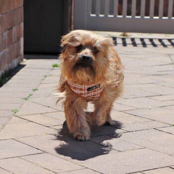 Mixed Breed Dogs Available for Adoption in Port Washington, New York - Rory | PetCurious