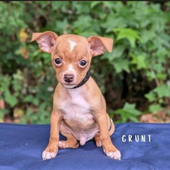 Chihuahua and Dachshund Dogs Available for Adoption in Tyrone, Georgia - Grunt 05-2337 | PetCurious