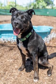 Taz -  Siberian Husky and Pit Bull Terrier Dog for Adoption in Dillsburg, Pennsylvania - Taz | PetCurious