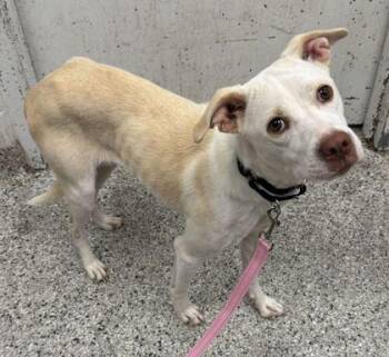 Diamond Jubilee -  Mixed Breed Dog for Adoption in Kansas City, Missouri - Diamond Jubilee | PetCurious