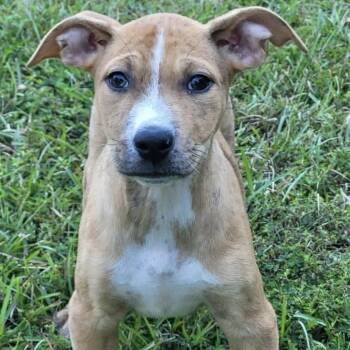 Lockley -  Mixed Breed Dog for Adoption in Groveland, Massachusetts - Lockley | PetCurious
