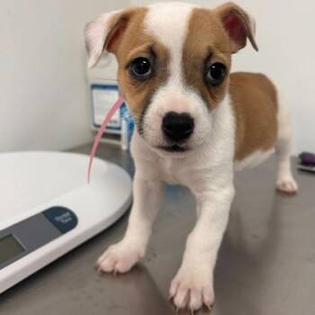 American Bulldog and Mixed Breed Dogs Available for Adoption in Morton Grove, Illinois - Luna | PetCurious