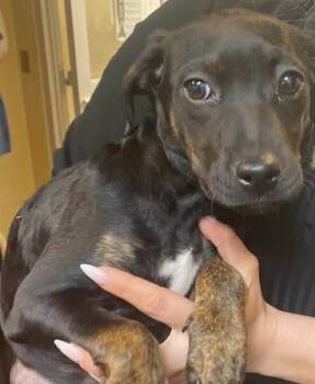 Rescue Mixed Breed Dogs for Adoption in Columbus, Georgia - King-Tag 35 | PetCurious
