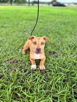 Simmons -  Dachshund and Terrier Dog for Adoption in Aiken, South Carolina - Simmons | PetCurious