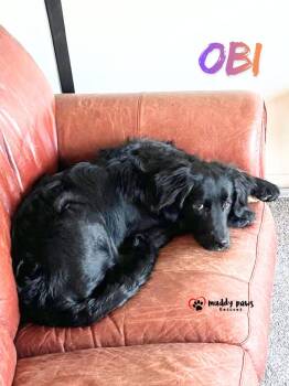 Obi FKA Donner:  Reindeer Litter II -  Retriever and Spaniel Dog for Adoption in Council Bluffs, Iowa - Obi FKA Donner:  Reindeer Litter II | PetCurious
