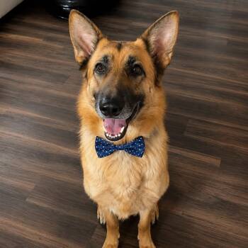 YANKEE GS -  German Shepherd Dog Dog for Adoption in Lucas, Texas - YANKEE GS | PetCurious