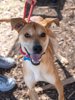 JakJak -  Mixed Breed Dog for Adoption in Chamblee, Georgia - JakJak | PetCurious