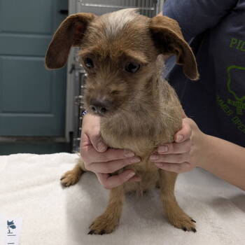 Rescue Terrier Dogs for Adoption in Chico, California - PICKLES | PetCurious