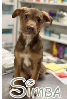 Simba -  Australian Shepherd and Mixed Breed Dog for Adoption in Morton Grove, Illinois - Simba | PetCurious