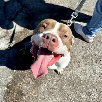 Morse  K14 -  Pit Bull Terrier Dog for Adoption in Union, Missouri - Morse  K14 | PetCurious