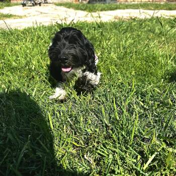Rescue Cockapoo Dogs for Adoption in Grapevine, Texas - Minnie | PetCurious