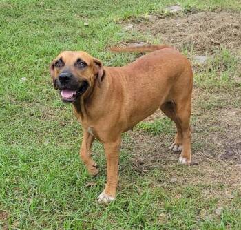 Rescue Labrador Retriever and Boxer Dogs for Adoption in Longview, Texas - Addie | PetCurious