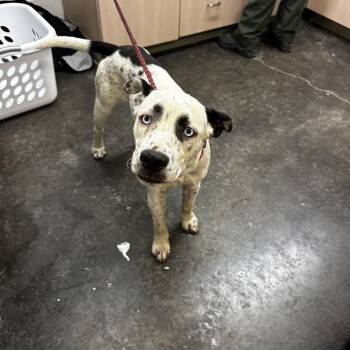 Freckles -  Mixed Breed Dog for Adoption in Evensville, Tennessee - Freckles | PetCurious