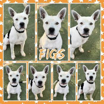 Figs -  Pit Bull Terrier and Mixed Breed Dog for Adoption in Fort Smith, Arkansas - Figs | PetCurious