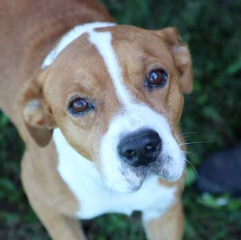 Rescue Labrador Retriever and Mixed Breed Dogs for Adoption in Kansas City, Kansas - Henry (AO34988) | PetCurious