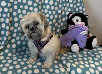 Shih Tzu Dogs Available for Adoption - Ginger | PetCurious