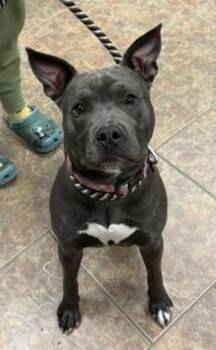 Lola -  Pit Bull Terrier Dog for Adoption in Littleton, Colorado - Lola | PetCurious
