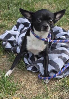 Rya -  Chihuahua Dog for Adoption - Rya | PetCurious