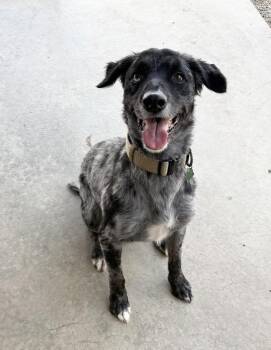 BEAR -  Australian Shepherd and Catahoula Leopard Dog Dog for Adoption in Rochester, Indiana - BEAR | PetCurious