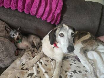 Bobby -  Hound Dog for Adoption in Springville, New York - Bobby | PetCurious