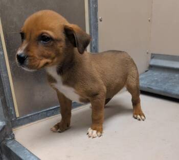 Dopy -  Mixed Breed Dog Available for Adoption in Havre, Montana - Dopy | PetCurious