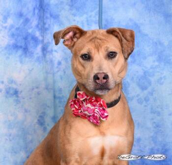 Catahoula Leopard Dog and Labrador Retriever Dogs Available for Adoption in Pittsboro, North Carolina - Basil | PetCurious
