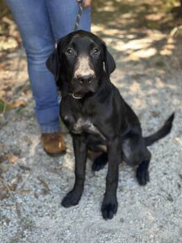 Cricket -  Black Labrador Retriever Dog for Adoption in Meherrin, Virginia - Cricket | PetCurious
