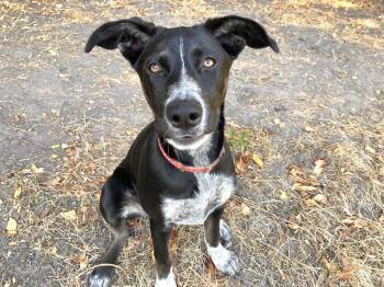 Reba -  German Shorthaired Pointer and Husky Dog for Adoption in Pleasant Hill, California - Reba | PetCurious