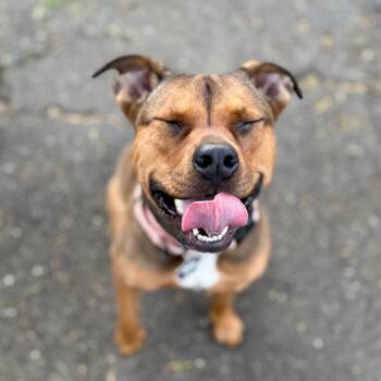 King Zion -  Mixed Breed Dog for Adoption in San Francisco, California - King Zion | PetCurious