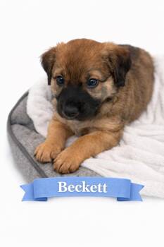 Mixed Breed Dogs Available for Adoption - Beckett (aka Blue) | PetCurious
