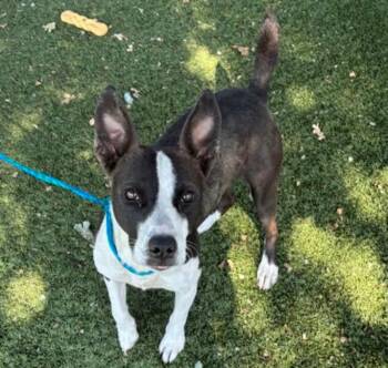 Buffy -  Terrier Dog for Adoption in Red Bluff, California - Buffy | PetCurious