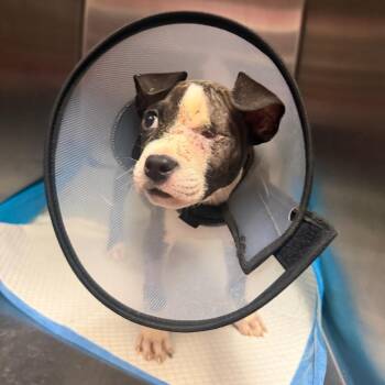 Balor -  Mixed Breed Dog for Adoption in Springboro, Ohio - Balor | PetCurious