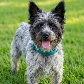 Cairn Terrier and Terrier Dogs Available for Adoption in Las Vegas, Nevada - Ernie | PetCurious